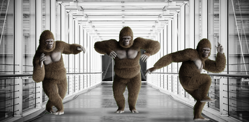 gorillas-hallway