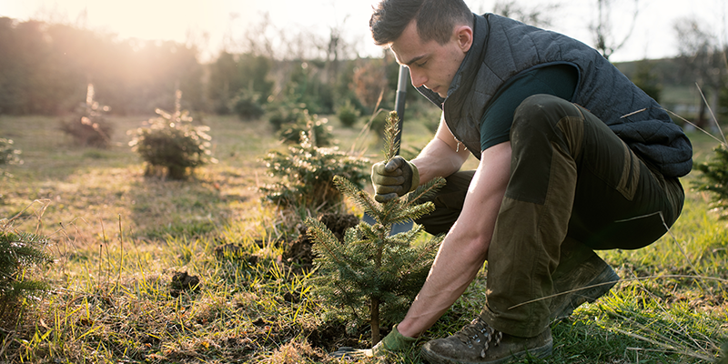 Trees: The miracle municipal asset