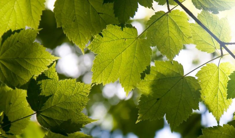 Green_edited