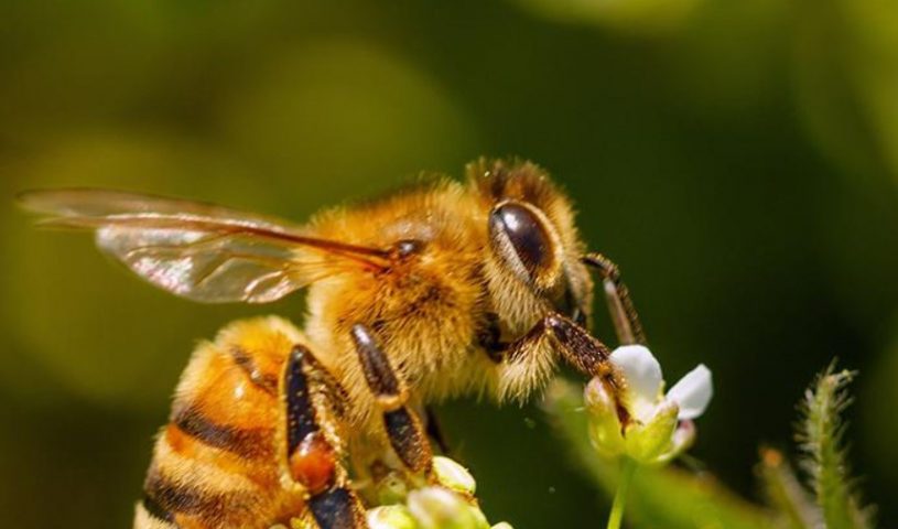 Bee