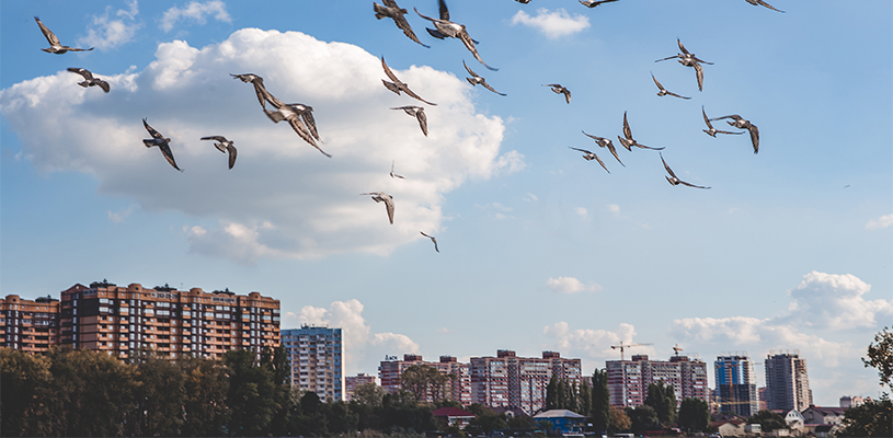 Healthy cities are for the birds
